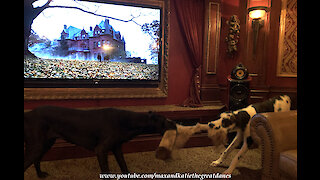 Great Danes Are The Comedy Show Before The Movie