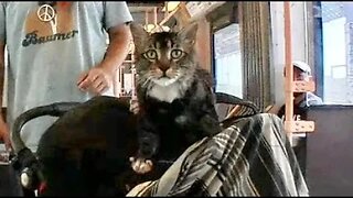 CLIP: service cat on a train!