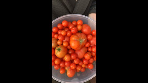 Picking Tomatoes in Texas