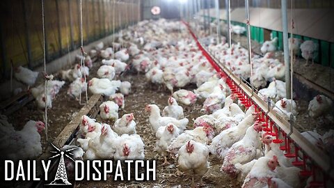 Millions Of Chickens Culled In Colorado Because A Single PCR Test Came Back Positive