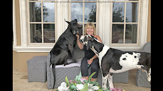 Funny Great Danes Think They Are Lap Dogs