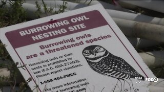 Burrowing owl nests being threatened by development sites