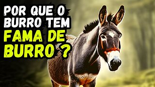 A História que deu má fama ao Burro