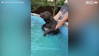Cachorro nada em piscina de forma hilária