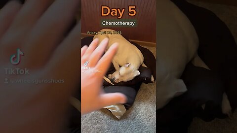 Chemotherapy Day 5, part 5. What to expect.