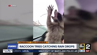 Raccoon tries to catch raindrops