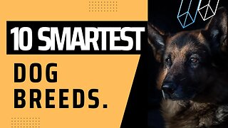 10 Smartest Dog Breeds.