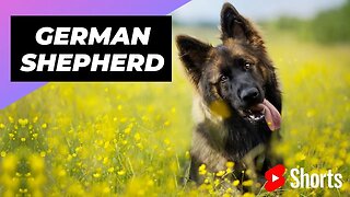 German Shepherd 🐶 One Of The Most Intelligent Dog Breeds In The World #shorts