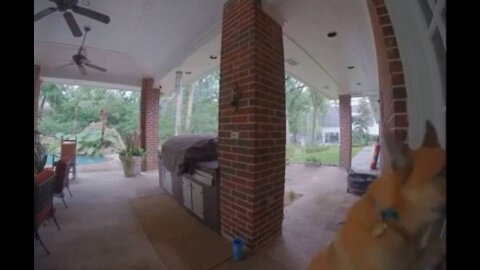 GERMAN SHEPHERD SCARED OF RAIN DROPS LETS HERSELF BACK INSIDE