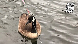 Goose with arrow through head rescued