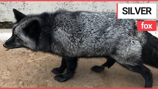 Extremely Rare Silver Fox Looked After by RSPCA after it was Discovered in a Garden