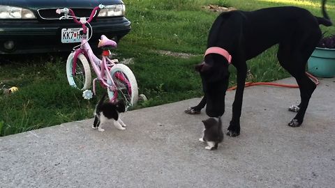 Tiny Newborn Kittens Meet A Giant Dog. What Do You Think Happens Next?