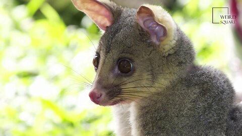 Interesting facts about brushtail possum by weird square