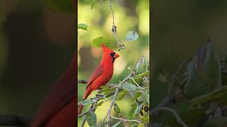 Northern Cardinals aka redbirds aka Cardinal cardinalis
