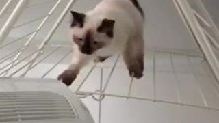 Clumsy kitten struggles to walk on washing rack