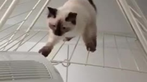 Clumsy kitten struggles to walk on washing rack