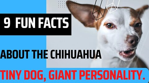 9 Fun Facts About the Chihuahua: Tiny Dog, Giant Personality.