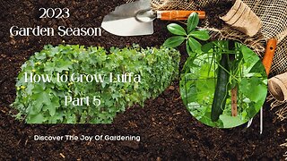 How to Grow Luffa - Part 5 Garden Update for Sept 7