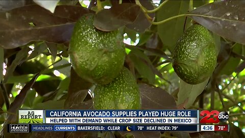 Ag Report: Avocado crop winding down, production down for grain crops