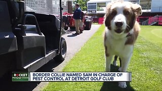 Border Collie named Sam in charge of pest control at Detroit Golf Club