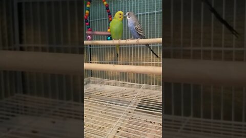 Budgies Love Rock & Roll 😊😎 #budgies #shorts #youtubeshorts #parrots #parakeets #animallover