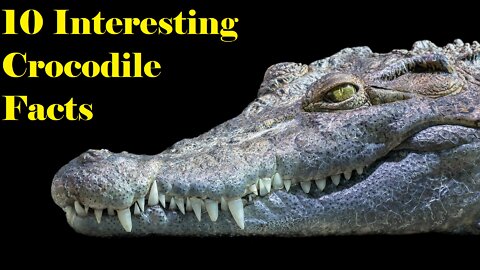 10 Facts about Crocodile’s