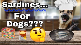 Should Sardines be an Essential Part of Your Dog's Diet