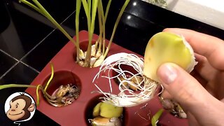 How to Sprout Garlic