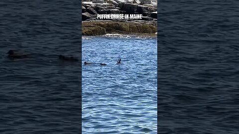 PUFFIN CRUISE #travelvlog #travelcouple #puffins #wildlife #wildlifecruise #puffin #maine #barharbor