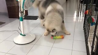 Adorable teddy dog loves to play with plastic bottle