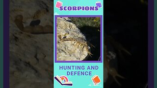 Facts about SCORPIONS 🦂💀