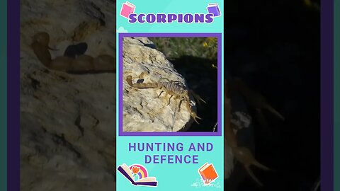 Facts about SCORPIONS 🦂💀
