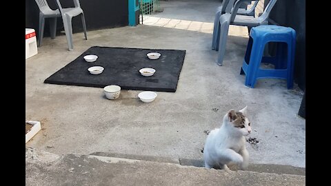 A beautiful female cat running around(59day old cat - part6)