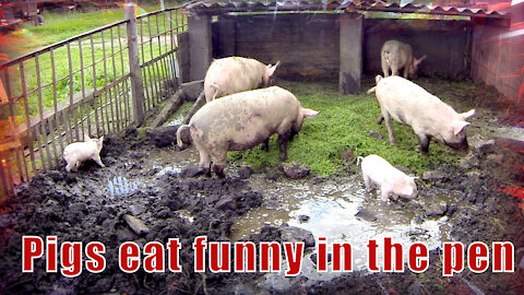 Pigs eat funny in the pen