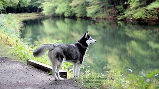 Cute Siberian Husky Enjoys Off Leash Walking at Mine Falls Park Nashua