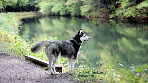 Cute Siberian Husky Enjoys Off Leash Walking at Mine Falls Park Nashua