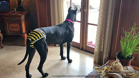 Great Dane Models Bumble Bee Panties and Light Up Collar