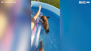 Ce chien aide sa maîtresse à parfaire son bronzage