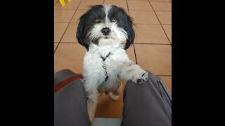 Charlie The Lhaso Apso / Maltese Is A Spaz!