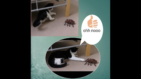 Cat vs spider funny video😂watching and please + bottom
