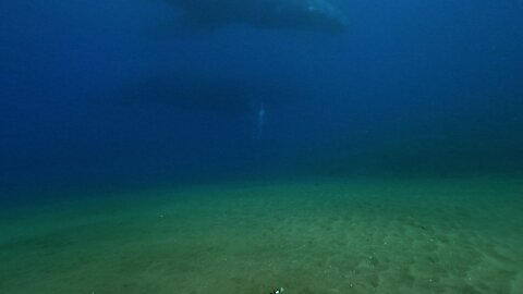 Humpback and calf off of maui