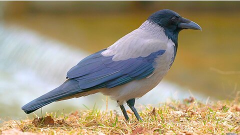 Hooded Crow Foraging on an Embankment by the Waterfall