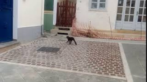 The neighbor's cat is in a hurry