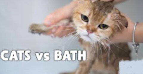 Cats vs Bath - The Cat Does Not Want To Bath