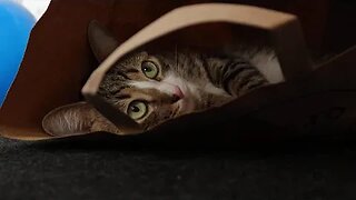 Funny Cat Loves to Sit in a Paper Bag