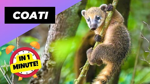 Coati - In 1 Minute! 🦝 Smart, Curious, and Irresistibly Cute! | 1 Minute Animals