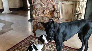 Pair of Great Danes pose for picture