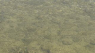 Humber River minnows love crackers