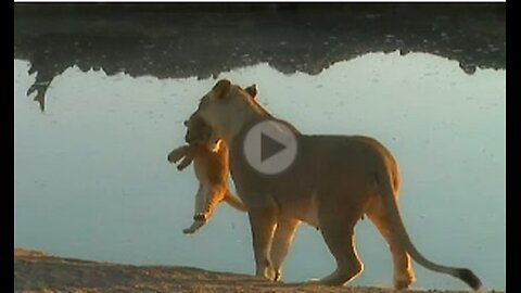 SafariLive August 25. When a lion cub won't listen to mom. _)