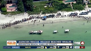 Crews rescue five whales stranded on Florida beach